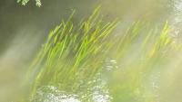 Vallisneria spiralis