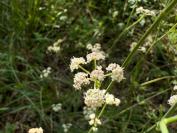 Seseli montanum