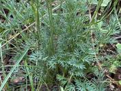 Seseli montanum