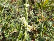 Spiranthes spiralis