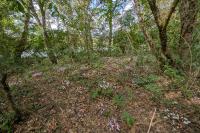 Cyclamen hederifolium