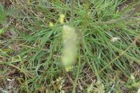 Plantago subulata var. capitellata