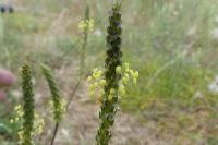 Plantago subulata var. capitellata