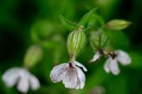 Silene latifolia