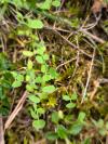 Trifolium