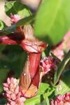 Persicaria maculosa