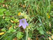 Campanula trachelium