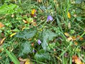 Campanula trachelium