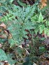 Asplenium adiantum-nigrum