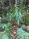 Dryopteris filix-mas