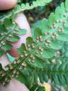 Dryopteris filix-mas
