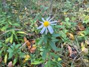 Symphyotrichum