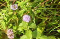 Mentha aquatica