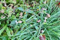 Silene
