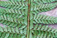 Polystichum aculeatum