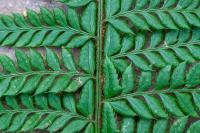 Polystichum aculeatum