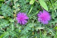 Cirsium acaulon