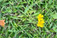 Picris hieracioides