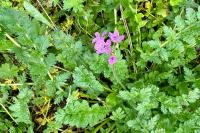 Erodium cicutarium