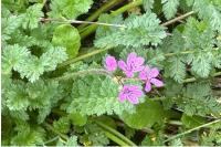 Erodium cicutarium