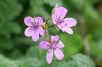Erodium cicutarium