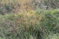 Asparagus officinalis