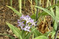 Campanula rapunculus