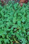 Erodium moschatum