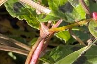 Persicaria maculosa