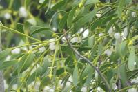 Viscum album