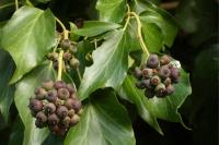 Hedera helix