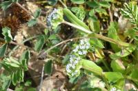 Valerianella locusta