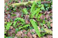 Asplenium scolopendrium