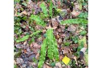 Asplenium scolopendrium