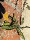 Asplenium ceterach