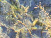 Potamogeton crispus