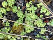 Sedum cepaea