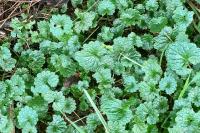 Glechoma hederacea