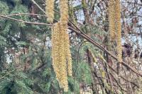 Corylus avellana