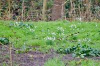 Galanthus nivalis