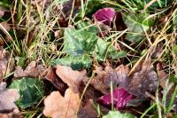 Cyclamen hederifolium
