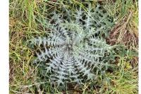 Cirsium vulgare