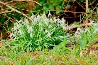 Galanthus nivalis