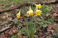 Narcissus pseudonarcissus
