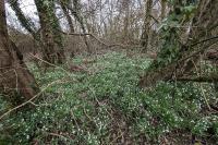 Galanthus nivalis