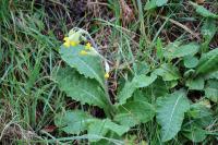 Primula veris