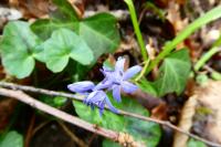 Scilla bifolia
