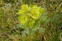 Euphorbia helioscopia