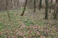 Narcissus pseudonarcissus