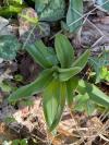 Orchis purpurea